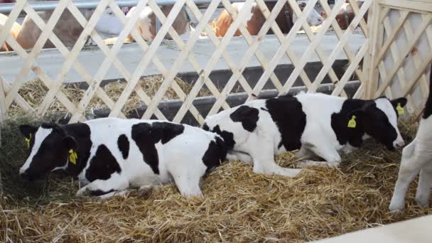 Young Cow Resting Barn — Stock Video