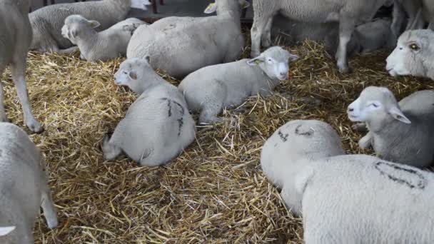 农场中的羊 畜牧业主题 — 图库视频影像