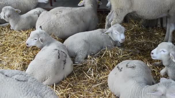 Ovejas Una Granja Agricultura Ganadera Tema — Vídeo de stock