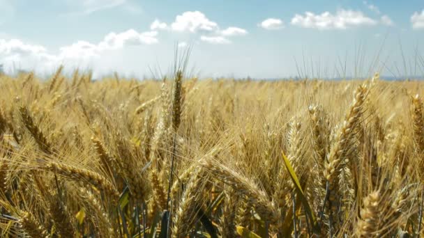 Ячменные Зерновые Культуры Растущие Посевных Полях — стоковое видео