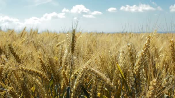 Cultivos Cereales Cebada Que Crecen Campos Cultivados — Vídeo de stock