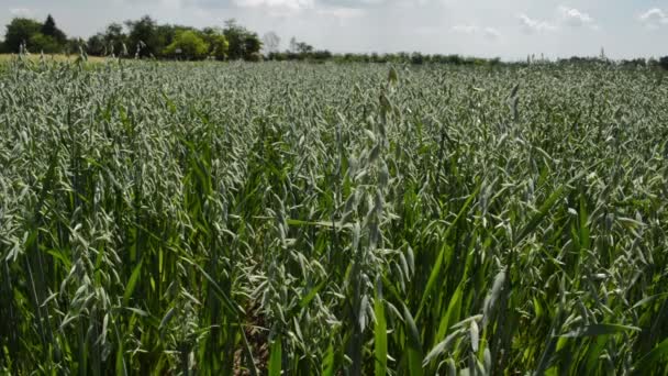 夏の日 農業の概念に緑燕麦の畑 — ストック動画