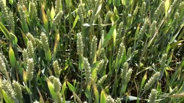 Пшеничные Зерновые Культуры Растущие Посевных Полях — стоковое видео