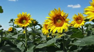 Ayçiçeği tam Bloom rüzgarda dans.