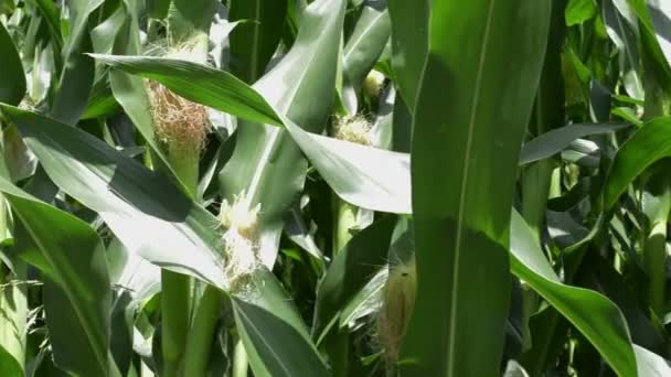 Cultivated Corn Crop Field — Stock Video