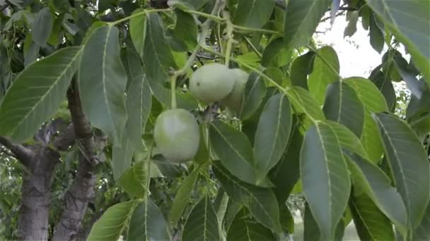 Groene Vrucht Van Walnoot Loof Een Boom — Stockvideo