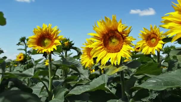 Sonnenblumen Voller Blüte Tanzen Wind — Stockvideo