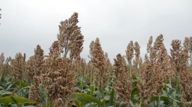 Ekili sorgum alan hasat hazır tarım kavramı