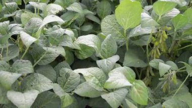 Organik Tarım soya ekimi. Çiftliğinde büyüyen genç yeşil soya bitkileri.