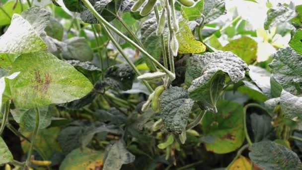 Organik Tarım Soya Ekimi Çiftliğinde Büyüyen Genç Yeşil Soya Bitkileri — Stok video