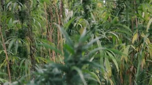 Industrieller Marihuana Hanf Auf Feld Angebaut — Stockvideo