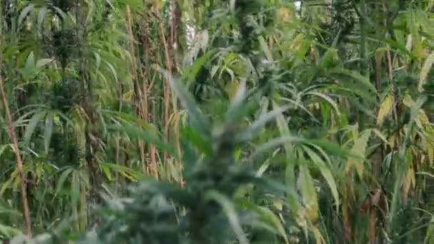 Odlade Industriella Marijuana Hampa Fältet — Stockvideo