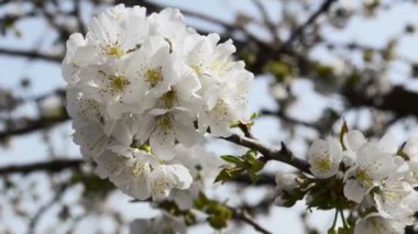 Meyve bahçesinde ilkbaharda çiçek açması kiraz ağacı dalı