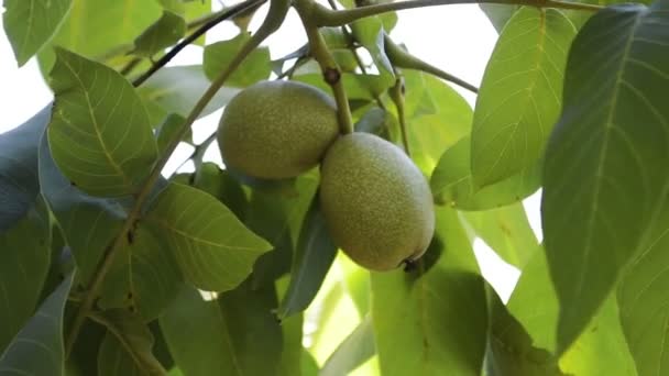 Fruto Verde Folhas Noz Uma Árvore — Vídeo de Stock