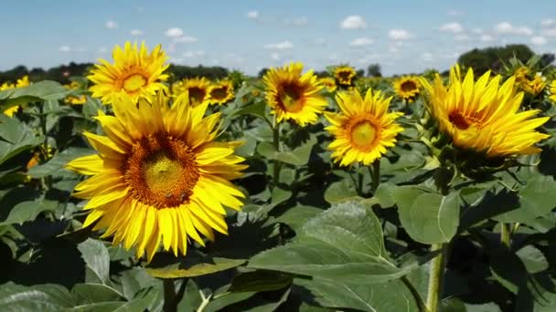 Tournesol en pleine floraison, culture agricole 