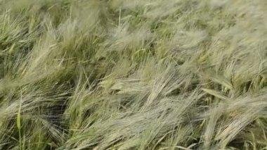 Arpa Mısır gevreği bitkileri ekili alanda büyüyen