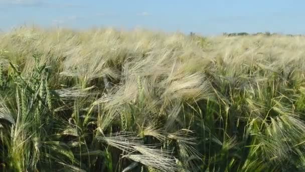 Barley Cereal Crops Growing Cultivated Field — Stock Video