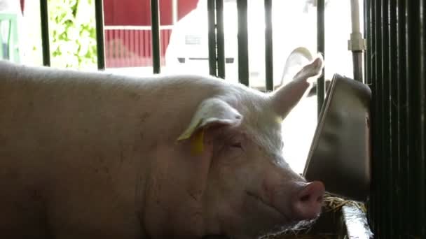 Granja Porcina Cerdo Descansando Granero — Vídeos de Stock