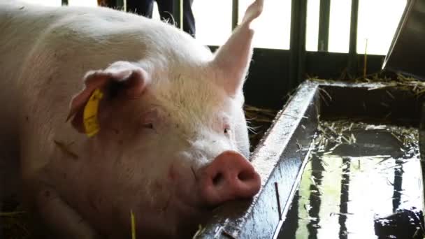 Granja Porcina Cerdo Descansando Granero — Vídeo de stock