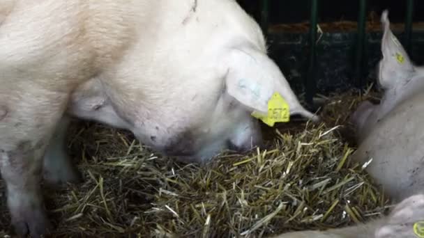 Schweinezucht Schweineessen Bauernhof — Stockvideo