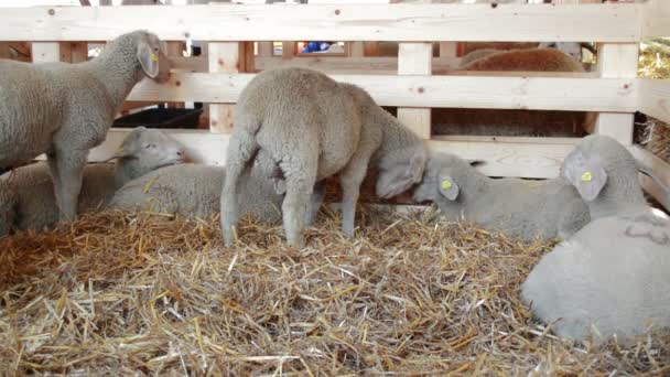 農場の羊 牛乳と羊毛の生産のための家畜農場 — ストック動画