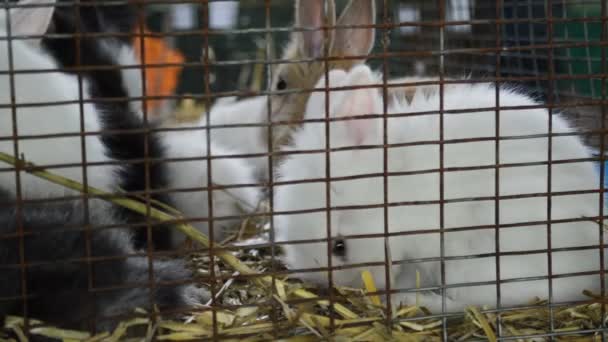Lindos Conejos Jaula Metal Acercar Conejos Embrague Granja Vista Través — Vídeos de Stock