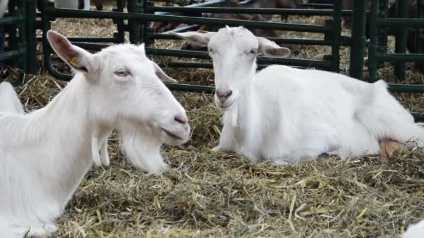 Grupo Cabras Granero Una Granja Concepto Ganado — Vídeos de Stock