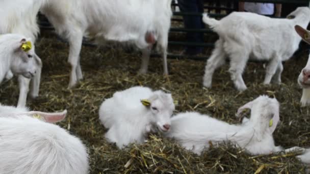 Groupe de chèvres dans une grange sur une ferme, concept de bétail 