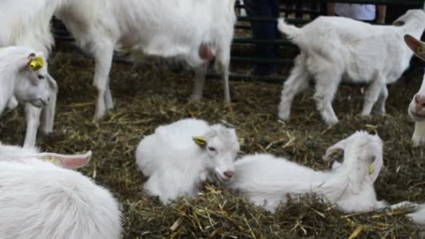 Grupo Cabras Granero Una Granja Concepto Ganado — Vídeos de Stock