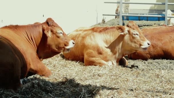 Mucche Nel Fienile Concetto Bestiame — Video Stock