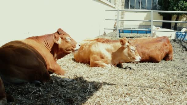 Vacas Granero Concepto Ganadero — Vídeos de Stock