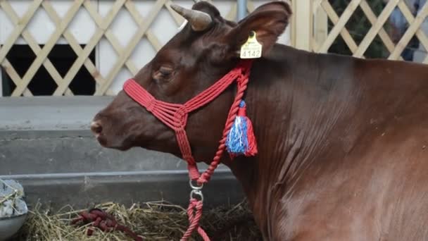 牛在谷仓 牲畜的概念 — 图库视频影像