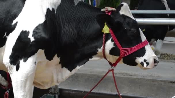 Holstein Vaches Dans Grange Concept Bétail — Video