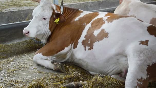 Vacas Simmentales Granero Concepto Ganadero — Vídeo de stock