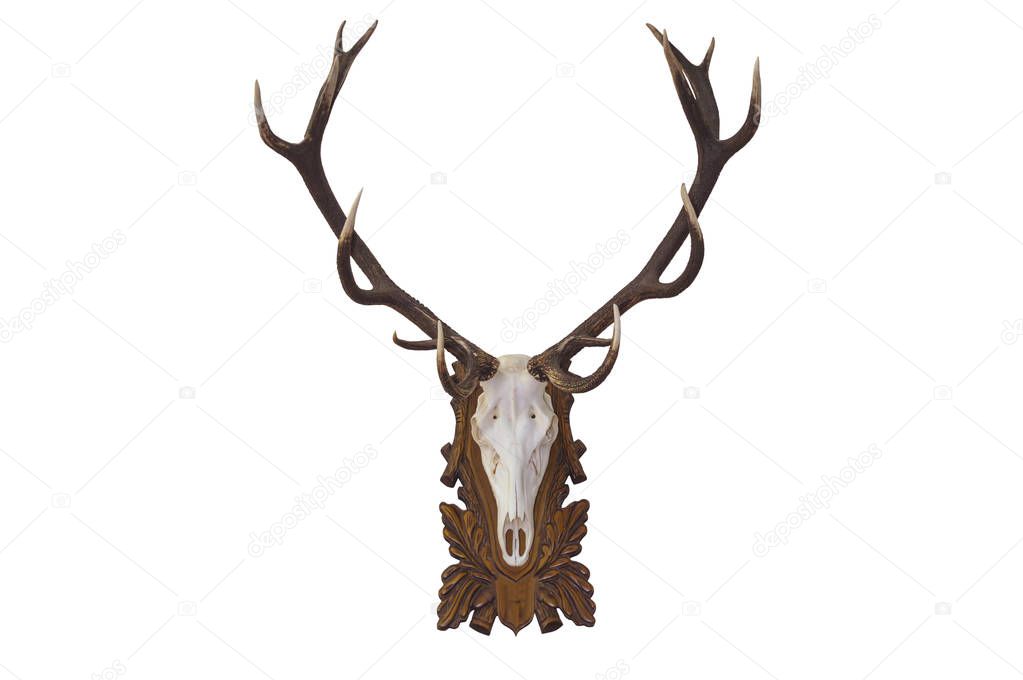 Head skull of deer