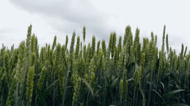 Pšeničné Obiloviny Pěstované Obdělávaném Poli Zemědělská Koncepce — Stock video