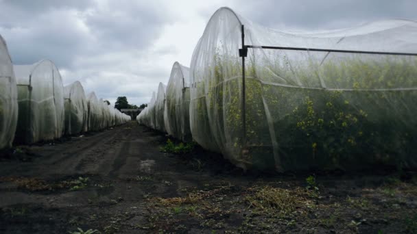 Olejové Semeno Řepice Skleníku Zemědělská Koncepce — Stock video