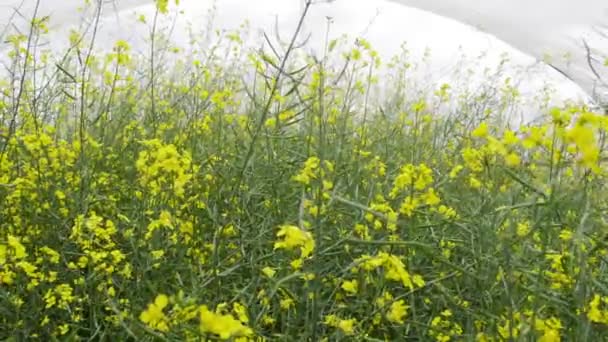Flores Colza Oleaginosa Invernadero Concepto Agrícola — Vídeo de stock
