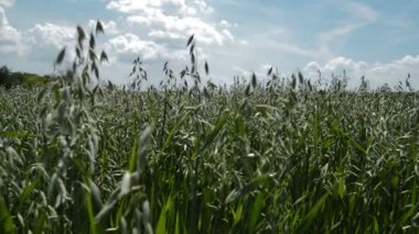 Yaz gününde yeşil yulaf tarlası, hayvan yemi, yulaf gevreği, çubuk ve püre gibi sağlıklı beslenme için yiyecek. Tarımsal kavram