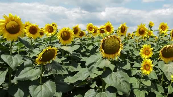 Соняшники Повному Розквіті Танцюють Вітрі Сільськогосподарське Виробництво — стокове відео