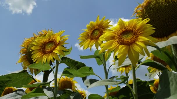 Tournesols en pleine floraison dansant au vent. Production agricole 