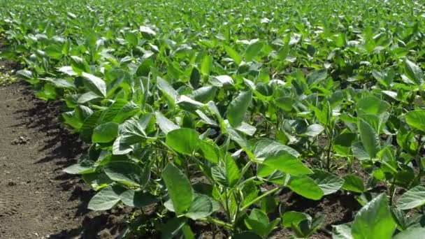 有機栽培大豆のプランテーション 若い緑大豆作物のプランテーションで栽培 — ストック動画