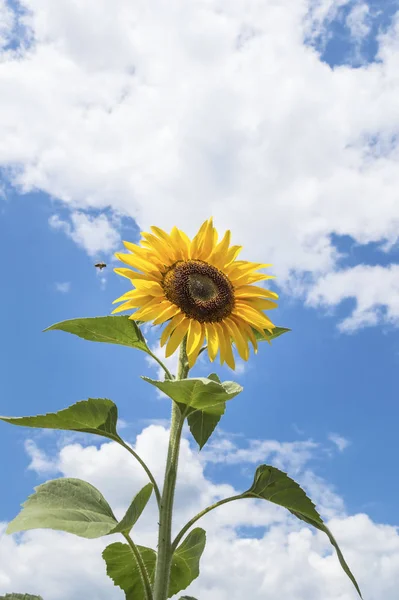 En solros med en blå himmel i bakgrunden. En arbetare Honey Bee surrande eller flyger runt en blomma. — Stockfoto