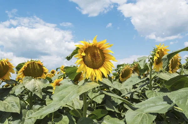 Fält av solrosor och blå sol himmel — Stockfoto