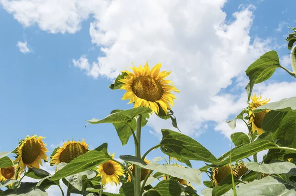 Sonnenblumenfeld und blauer Sonnenhimmel — Stockfoto