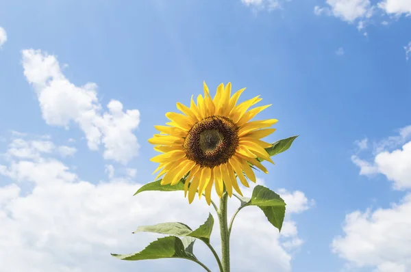 One sunflower with a blue sky in the background. — Stock Photo, Image