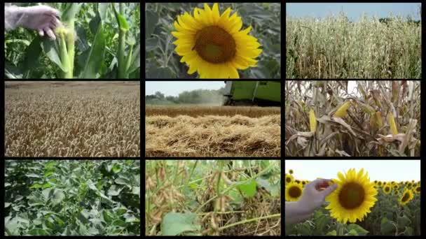 Mehrere Bildschirme Landwirtschaftliche Videocollage Mit Mais Sonnenblumen Hafer Sojabohnen Weizen — Stockvideo