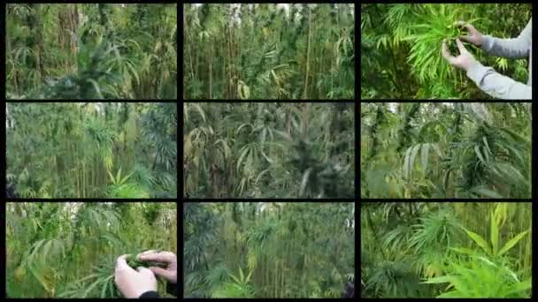 Video Collage Aus Industriehanf Auf Mehreren Bildschirmen Aufnahmen Von Pflanzen — Stockvideo