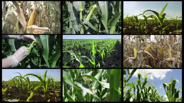 複数の画面トウモロコシフィールドと農業ビデオコラージュ 食料生産のための様々な農業活動における作物と農業労働者の映像 — ストック動画