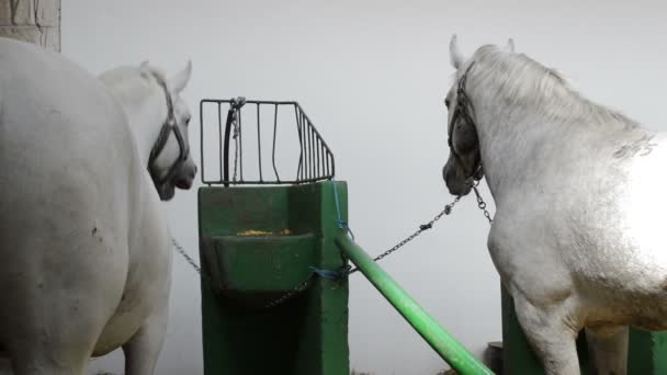 Dos Caballos Blancos Establo Concepto Ganado — Vídeos de Stock